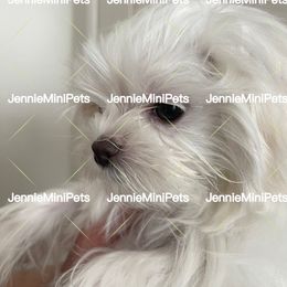 Maltese Puppies from JennieMiniPets