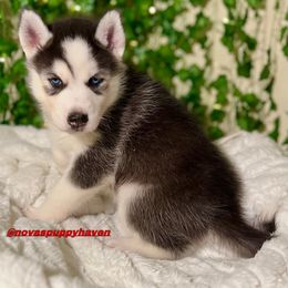 Siberian Husky Puppies from Nova’s Puppy Haven