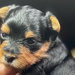Cinder - Black and gold female Yorkshire Terrier puppy in Tyler, Texas from YorkiStars