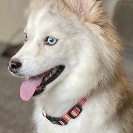 Pomskies from Brooks’ Pomskies