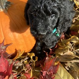 Turquoise color - Black female Goldendoodle puppy in Burien, Washington from South Sound Doodles