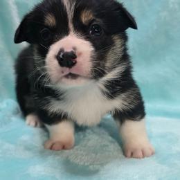 Umbreon - Black and tan male Pembroke Welsh Corgi puppy in Canton, Texas from P2 Corgis | P-Squared Homestead