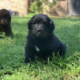 Newfoundland Puppies from Pete’s Newfies