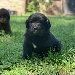 Newfoundland Puppies from Pete’s Newfies