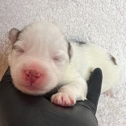 Koda - White male Pomsky puppy in Mc Minnville, Oregon from West Coast Pomskies