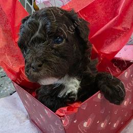 Turbo - Brown and white male Aussiedoodle puppy in Loveland, Colorado from A&L Ranch Aussiedoodles