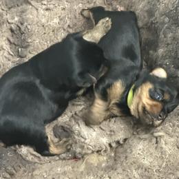 Theo neon green collar - Black and tan male Yorkshire Terrier puppy in Selden, New York from Alisha's Yorkshire Terriers