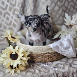 Dottie - Merle female Chihuahua puppy in Decatur, Illinois from We R Puppies