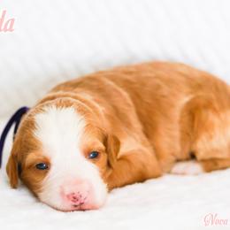 Prada - Brown and white female Bernedoodle puppy in Diamond Bar, California from Furrytaildoodles