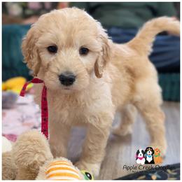 BROOKS - F1 English Goldendoodle - OFA-Genetics-2 Year Warranty. Apple Creek Doodles - Since 2004. - Cream male Goldendoodle puppy in Jeddo, Michigan from Apple Creek Doodles