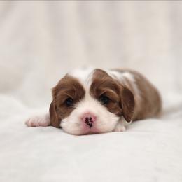 Charlie - Blenheim male Cavalier King Charles Spaniel puppy in Broxton, Georgia from King of the Hill Cavaliers