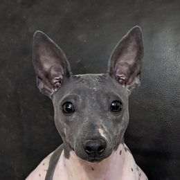 Jynx - American Hairless Terrier