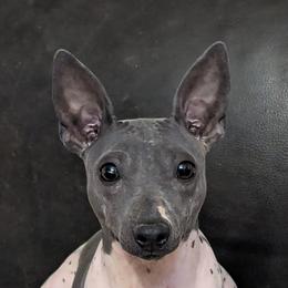 Jynx - American Hairless Terrier