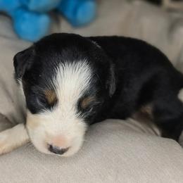 7 - Black tri male Miniature Australian Shepherd puppy in Lincoln, California from Elegant Aussies