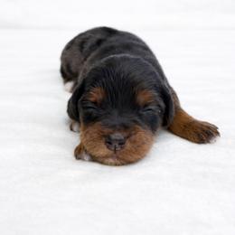Ivy - Merle female Goldendoodle puppy in Springfield, Ohio from Dawson's Royal Companions