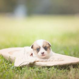 Red Collar Male- Cowboy - Red male Pembroke Welsh Corgi puppy in Waverly Hall, Georgia from 6g Ranch Corgis