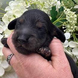 Flick - Black and cream male Dachshund puppy in Exeter, California from Sawtooth Miniature Dachshunds