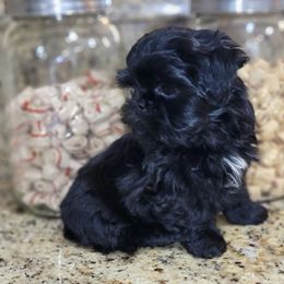 Leo AKC Champion Bloodline - Black Shih Tzu puppy in Kings Mountain, North Carolina from Britany's Shih Tzus