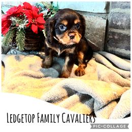 White - Chocolate male Cavalier King Charles Spaniel puppy in Greenleaf, Wisconsin from Ledgetop Family Cavaliers