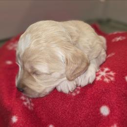 Woodstock - Cream male Aussiedoodle puppy in Cumberland, Rhode Island from W Doodle Crew