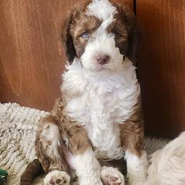 Blue Boy - Red male Golden Aussiedoodle puppy in Albuquerque, New Mexico from Chicks Runnin’ Wild Family Farm