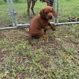 Chunky girl - Red female Redbone Coonhound puppy in Cunningham, Tennessee from Redbone Ranch