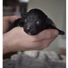 Cole - Black male Poodle puppy in Rochester, New York from Mellies Miniature Poodles
