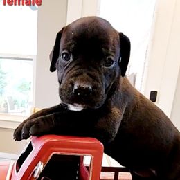 Black Cherry- Pink and Brown collar - Boerboel puppy in Royse City, Texas from Leontix Boerboels
