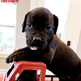 Black Cherry- Pink and Brown collar - Boerboel puppy in Royse City, Texas from Leontix Boerboels