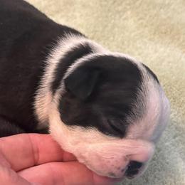 St. Male 2 - Black and white male Boston Terrier puppy in Mc Donough, Georgia from Ballard Boston Terriers