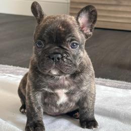 Brindle - Brindle male French Bulldog puppy in Smithfield, North Carolina from Roughneck Frenchies