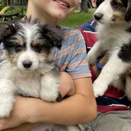 Aussiedoodle Puppies from Hearth&Hound Doodles