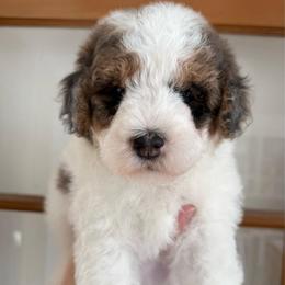 Kenny - Blue merle male Aussiedoodle puppy in Heber City, Utah from Junipersdoodles