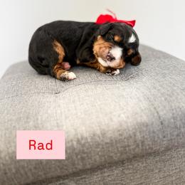 Rad - Tri-color male Bernedoodle puppy in West Haven, Utah from Split Mountain Doodles