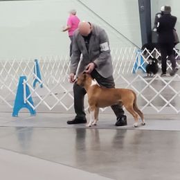 American Staffordshire Terrier All Grown Up from Homegrown Amstaffs