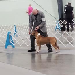 American Staffordshire Terrier All Grown Up from Homegrown Amstaffs