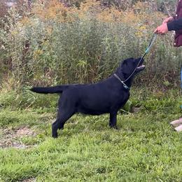 Dumpling - Labrador Retriever