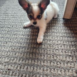 Papillon Puppies from Rene's Papillon