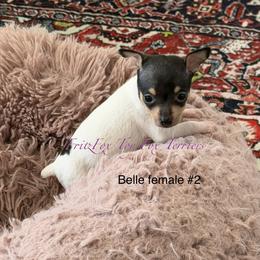 Girl 2 - White black and tan female Toy Fox Terrier puppy in Wayne, Oklahoma from FritzFox Toy Fox Terriers