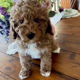Red collar boy - White male Cavapoo puppy in Gilbert, Arizona from Azbernedoodlepuppies