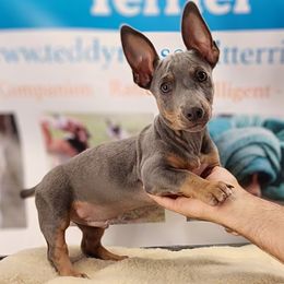 Odin - Blue and white male Teddy Roosevelt Terrier puppy in Claremore, Oklahoma from Travelin' Man Terriers