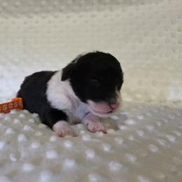 Royce - Black and white male Sheepadoodle puppy in Weatherford, Texas from Oodles of poodles and doodles
