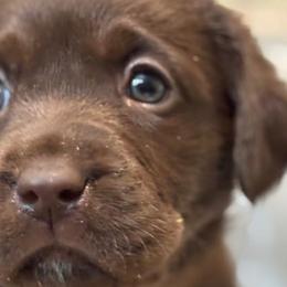 Labrador Retrievers from Stargazer Labradors