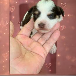 Gideon - Parti male Miniature Schnauzer puppy in Kentucky from Mrs Bs Teeny Schnauzers & Doodles