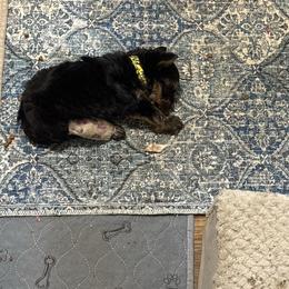 Tucker - Black and gold male Yorkshire Terrier puppy in Phoenix, Arizona from Coursey’s Yorkies