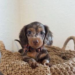 Brody - Dapple male Dachshund puppy in North Fort Myers, Florida from Trust Fund Devil Kennel