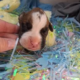 Boy 5 - Fawn male Boxer puppy in Pikeville, Kentucky from Boxers of Whispered Wishes