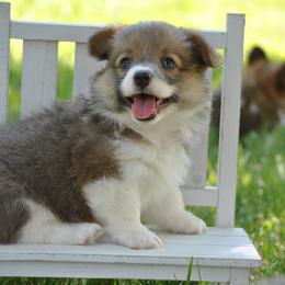 Justice - Blue female Pembroke Welsh Corgi puppy in Hotchkiss, Colorado from Grand Mesa Corgis