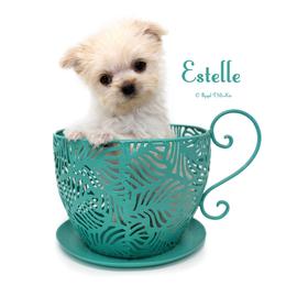 Estelle - Cream female Mi-Ki puppy in Elizabeth, Colorado from Royal T Mi-Kis