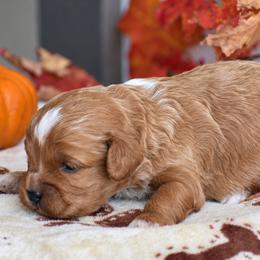 Rylie - Red male Cavapoo puppy in Gap, Pennsylvania from Country View Puppies ( License 18816)
